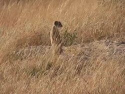 meerkats Stock Footage