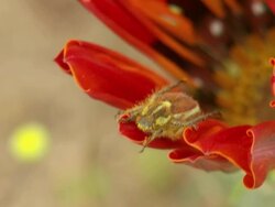 WS View of Single monkey beetle resting on red petal of partially opened gazania / Namaqualand, Northern Cape, South Africa Stock Footage