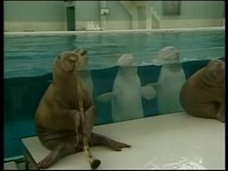 JAPAN: ANIMAL BAND REHEARSES (V) Instructional Video