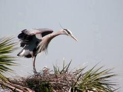 Big Bird in a Palm Tree With Baby Stock Footage