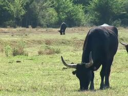 HD: Herd of bulls Stock Footage