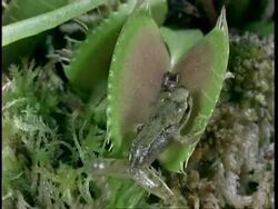 CU Frog caught in Venus flytrap, Dionaea muscipula, but escapes, United Kingdom Stock Footage