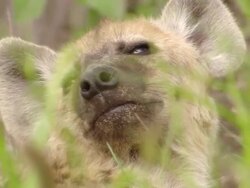 CU Shot of Spotted hyena pup lowers head to sleep / Okavango Delta, North West District, Botswana Stock Footage