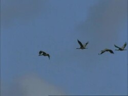 European Cranes (Grus grus) in flight, north-east Extremadura in Dehesa, Spain Stock Footage