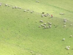 WS AERIAL ZI DS View of sheeps running in grass field / Bremerhaven, Lower Saxony, Germany Stock Footage