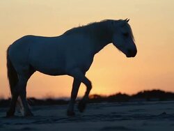 MS TS Shot of Horse at Sunrise / Saintes Maries de la Mer, Camargue, France Stock Footage