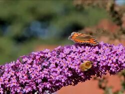 SMALL TORTOISESHELL BUTTERFLY AGLAIS URTICAE AND BEE Stock Footage