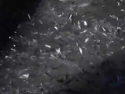 Drought Forces Wildfire Officials To Truck Salmon Downstream Stock Footage