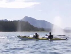 'Medium Long Shot hand-held-Whales breach the ocean next to two men in a kayak. / Alaska, USA' Stock Footage