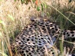 Cheetah Stock Footage