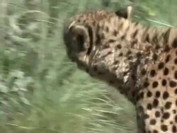Cheetah on the Prowl Stock Footage