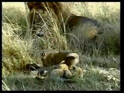 Lion cubs playing in front of male Stock Footage