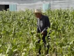 Colorful farmer harvesting tobacco fields in Cuba in the Las Barrigonas region of Pinar del Rio hanging crop Stock Footage