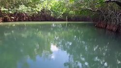 Cuba Hidden Beauty: Boating Amid the Red Mangroves in Southern Coast of Sancti Spiritus Province Stock Footage