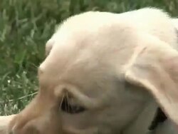 Puppy Chew Toy Stock Footage