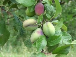 MS Prunus domestica hanging on branch / Serrig, Rhineland-Palatinate, Germany Stock Footage