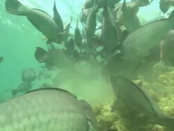Bumphead Parrot fish school eating, close up. Borneo, Malaysia, Southeast Asia Stock Footage