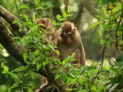 Mom grooming. Stock Footage