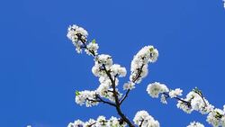 The branches of the cherry blossoms on background blue sky. Stock Footage