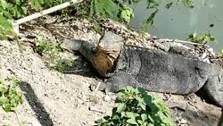 Varanus salvator Stock Footage