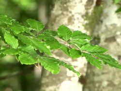 HD: Green branch Stock Footage