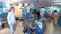 CLEAN: Croatian biologists fight to save endangered dolphins News Clip