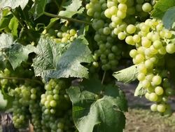 green grapes Stock Footage