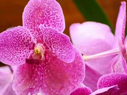 Pink orchids Stock Footage