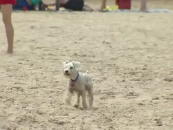 Dogs Playing On Beach Stock Footage