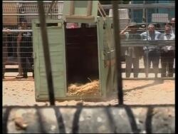 IBA Israel transfers animals from a Tel Aviv zoo to West Bank News Clip
