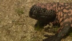 A Gila monster flicks its tongue. Stock Footage