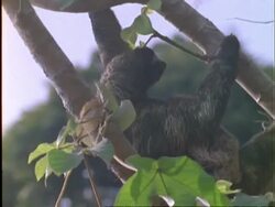 Three-toed Sloth, CU sloth with baby climbs down branches; green algae visible in fur, Panama Stock Footage
