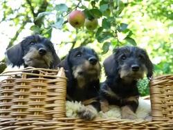 Dachshund puppies playing in garden Stock Footage