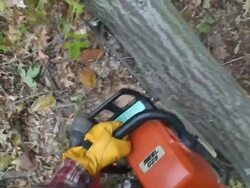High Angle hand-held - A logger uses a chain saw to trim timber. / Missouri, USA Stock Footage
