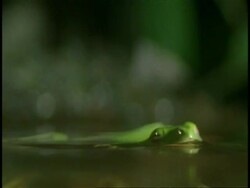 CU frog jumping into water, water level, high speed, Western Ghats, India Stock Footage