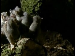 MCU Mother Grey short-tailed Opossum moving across fallen tree branch, zoom in Stock Footage