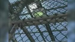 Six prisoners held for 12 years at Guantanamo Bay began their new lives in Uruguay after the United States flew them to the South American country as refugees amid a renewed push by President Barack Obama to close the prison.  (Dec. 8) News Clip