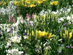 MS Field of colorfull flowers / Koblenz, Rhin bloomeland-Palatin bloomate, Germany Stock Footage