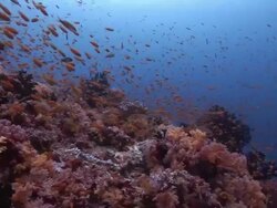 Shoal of Anthias (family Anthiinae) fish on coral, Maldives Stock Footage