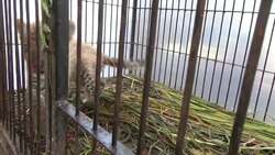 Suspected exotic animal smugglers held in Sumatra Instructional Video