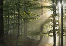 Redwoods Instructional Video