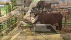 CLEAN : Neige the cow takes up quarters at Paris agriculture fair News Clip