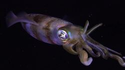 I WONDER - What Is Marine Snow? Instructional Video