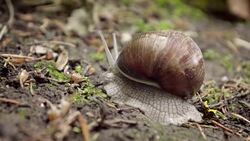 Close up of snail (Helix pomatia) crawling on the forest path. Stock Footage