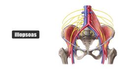 Inner hip muscles Instructional Video