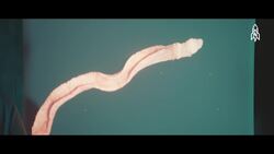 Unveiling the deep, the Acorn Worm's evolutionary secrets Instructional Video