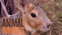 Chili Pepper the Patagonian Cavy Instructional Video