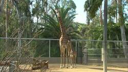 A Newborn Giraffe Calf Takes His First Steps Instructional Video