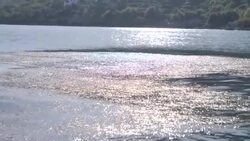 CLEAN : Fishy tacks: poaching threatens Balkans' biggest lake News Clip