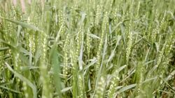 CLEAN : STOCKSHOTS: Argentina becomes first country to approve GMO wheat News Clip